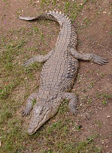 NileCrocodile-SRG001c