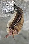 Northern long-eared bat (5881232758)
