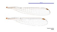 Nososticta pilbara female wings (34787444166)