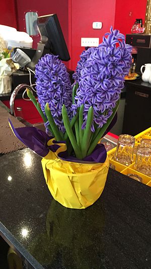 Nowruz Sonbol (Hyacinth)