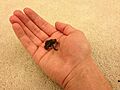 Oak toad, viewed in hand, eshashoua