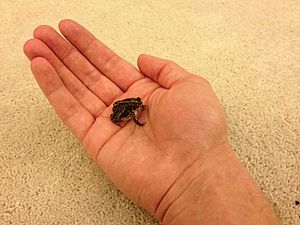 Oak toad, viewed in hand, eshashoua