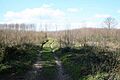 Oaken Wood - geograph.org.uk - 147122
