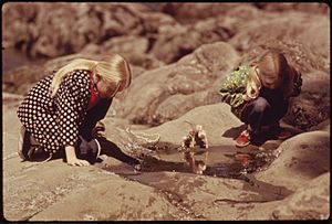 PAIR OF TEENAGERS EXAMINE A TIDEPOOL AT LARRABEE STATE PARK ON NORTHERN PUGET SOUND - NARA - 552332