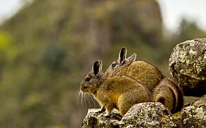 Pair of wild chinchilla at Maccu Piccu Peru