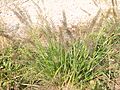 Pennisetum alopecuroides 01