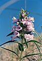 Penstemon haydenni