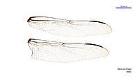 Petalura litorea male wings (34888504952)