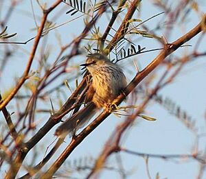 Phragmacia substriata, Brandvlei, Birding Weto, a.jpg