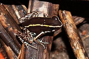 Phyllobates lugubris.jpg