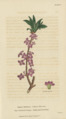 Plate 8 Daphne Mezereum - Conversations on Botany-1st editionf
