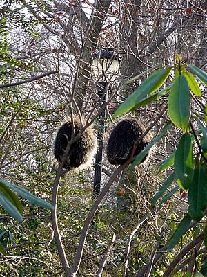 Porcupines-Discovery-Trail-Jan-11-2007
