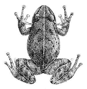 Pristimantis unistrigatus.jpg