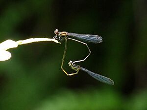 Prodasineura verticalis mating at Kadavoor