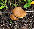 Psilocybe.caerulescens.Jalisco.1