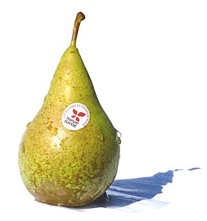 Pyrus communis 'Conference' from Savoie
