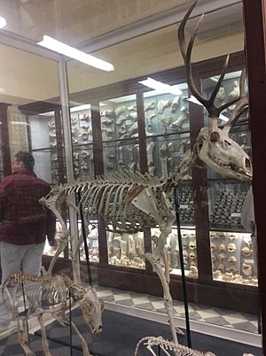 Red Deer skeleton found at Ghar Dalam, Malta, now at Ghar Dalam Museum