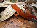 Red spotted newt 01
