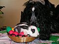 Rocky the English Cocker Spaniel examines a live rabbit in an Easter basket (2004)