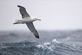 Royal Albatross - east of the Tasman Peninsula, Tasmania