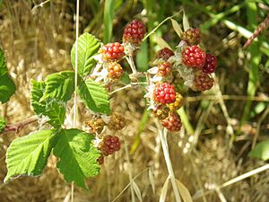 Rubus ursinus ssp. macropetalus.jpg