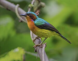 Ruby-cheeked Sunbird(1).jpg