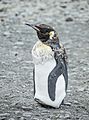 SGI-2016-South Georgia (Fortuna Bay)–King penguin (Aptenodytes patagonicus) 05