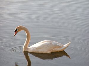 Schwan