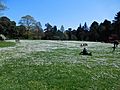 Sea of Daisies at Kew Gardens