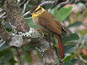 Sharp-billed Treehunter.jpg