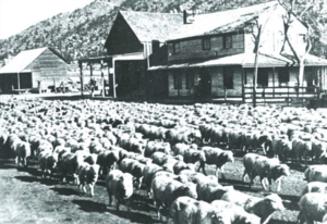 Sheep drive in front of the Hot Springs House c.1900