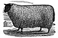 Shropshire Sheep • p166 • Brett's Colonists' Guide 1883