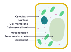 Simple diagram of plant cell (en)
