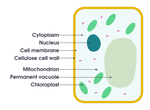 Simple diagram of plant cell (en)
