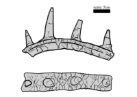Spicomellus afer holotype illustration.png