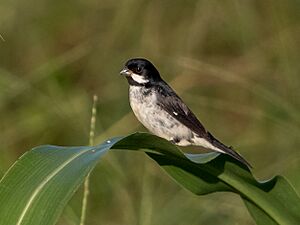 Sporophila bouvronides - Leson's Seedeater (male); Iranduba, Amazonas, Brazil 02.jpg