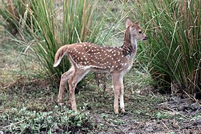 Spotted deer (Axis axis) newborn