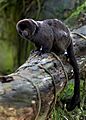 Springtamarin (Callimico goeldii)