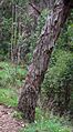 Starr 041221 1795 acacia melanoxylon-bark