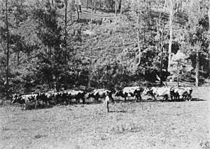 StateLibQld 2 391013 Bullock team at Running Creek, 1900