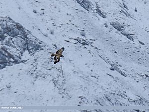 Steppe Eagle (Aquila nipalensis) (33613515334)