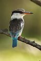 Striped Kingfisher - Kenya IMG 3214