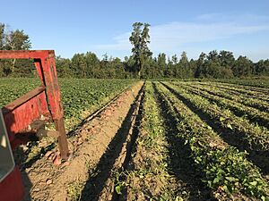 Sweetpotato harvest in Nash County, North Carolina