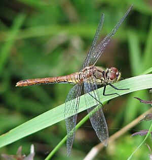 Sympetrum sanguineum female (d1) 1