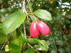 Syzygium australe fruit1.JPG
