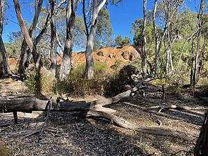 The Cadell uplift scarp at Mathoura