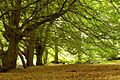 The approach of autumn, Tardree forest - geograph.org.uk - 943055