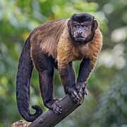 Black and brown monkey