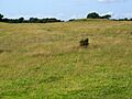 Tumulus on Beacon Hill - geograph.org.uk - 1398944