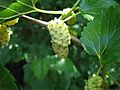 Unripe white mulberry